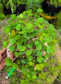 Taiwan waru tree