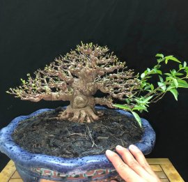 Bé Thuỷ chờ nhập tịch USA