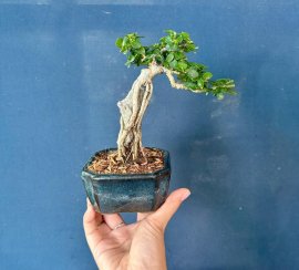 Sam hương chân dài ôm đá giá xinh