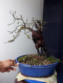 Em Hoa Hồng bonsai ngày mưa...