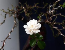 Em Hoa Hồng bonsai ngày mưa...