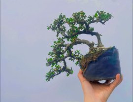 Antidesma acidum tree