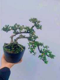 Antidesma acidum tree