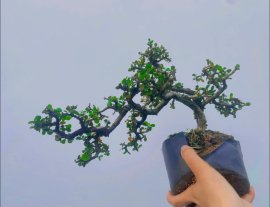 Antidesma acidum tree