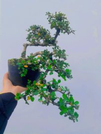 Antidesma acidum tree