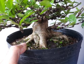 Em Mai 18 cm...