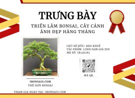 Linh sam già zin lá nhỏ đẹp gl ạ❤️❤️❤️