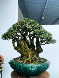 Scopolia nana bonsai tree