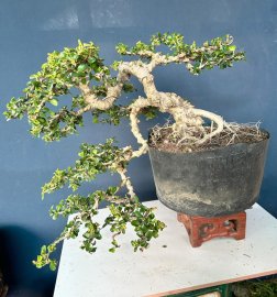 Antidesma acidum tree