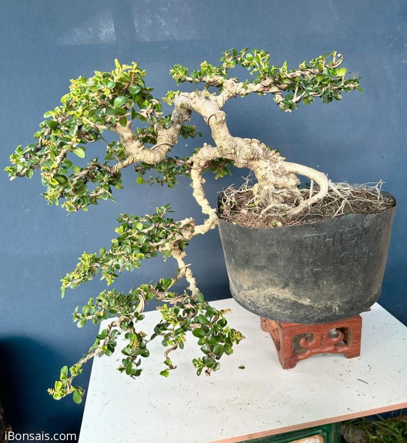Antidesma acidum tree