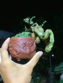 Linh sam rồng ẩn mình