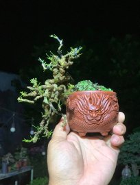 Linh sam rồng ẩn mình