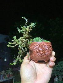Linh sam rồng ẩn mình