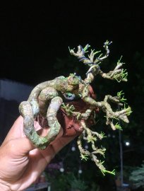 Linh sam rồng ẩn mình