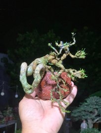 Linh sam rồng ẩn mình