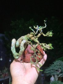 Linh sam rồng ẩn mình