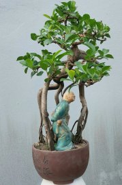 Purple Ficus tree