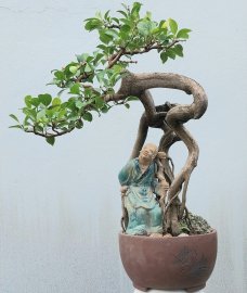 Purple Ficus tree