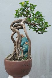 Purple Ficus tree