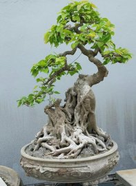 Bodhi Tree