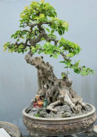 Bodhi Tree