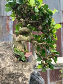 Tiểu cảnh sam trái mini