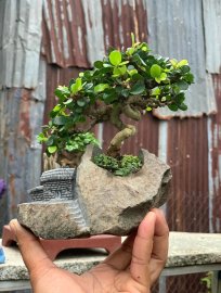 Tiểu cảnh sam trái mini