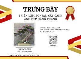 Vietnamese blue bell bonsai artwork