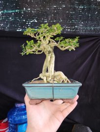 Premna tree