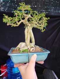 Premna tree