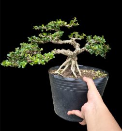 Antidesma acidum tree