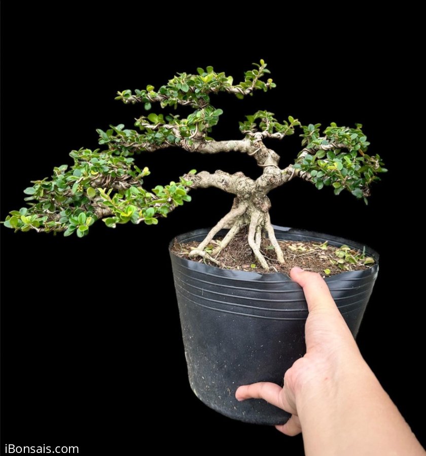 Antidesma acidum tree