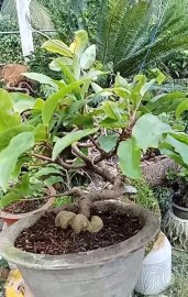 Mai vàng củ bí