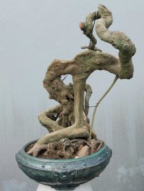Bodhi Pre-Bonsai Tree