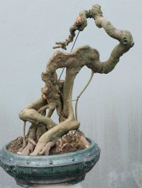 Bodhi Pre-Bonsai Tree