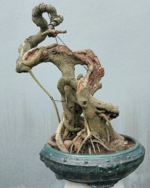 Bodhi Pre-Bonsai Tree