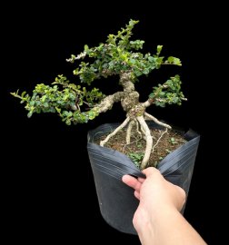Mini antidesma acidum tree