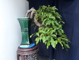 Em là Lộc Vừng dáng đỗ...
