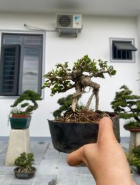 Antidesma acidum mini tree