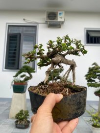 Antidesma acidum mini tree