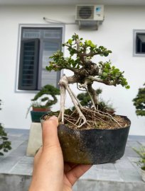 Antidesma acidum mini tree