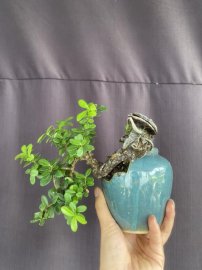 Hải Châu lá nhỏ sông cầu xinh ạ