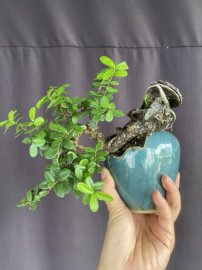 Scopolia nana tree