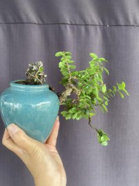 Hải Châu lá nhỏ sông cầu xinh ạ