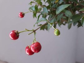 Em Hồng Ngọc Mai thân lắc khéo...