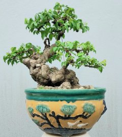 Mature star fruit tree many years in the pot