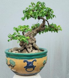 Mature star fruit tree many years in the pot