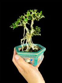 Antidesma acidum tree
