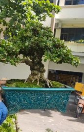 Mature Antidesma acidum tree