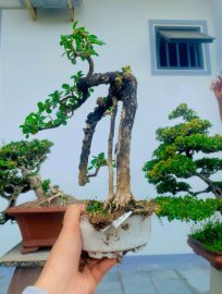 Mountiain Antidesma acidum tree, good price